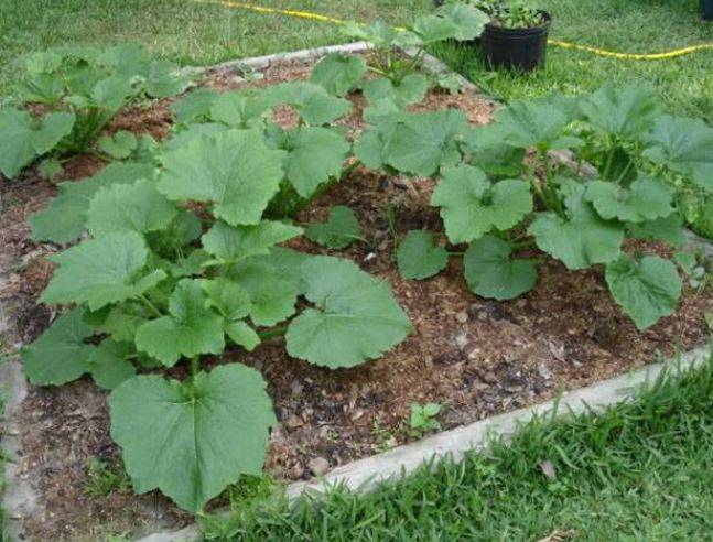 Выращивание кабачка | вырасти сад!