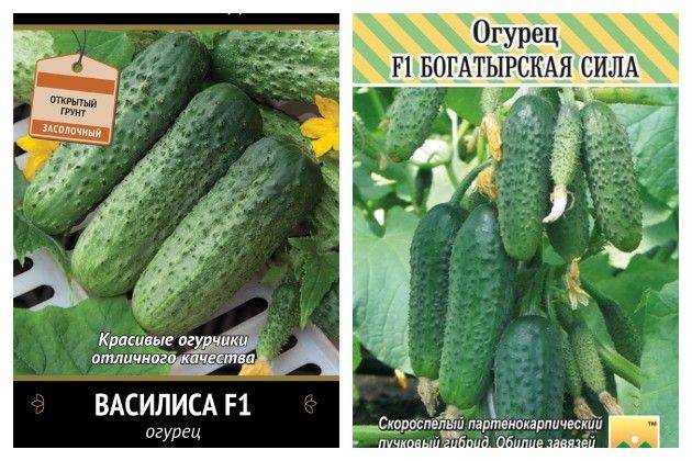 Огурец богатырская сила описание сорта характеристика и выращивание с фото