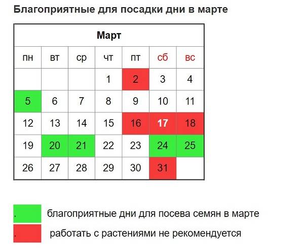 Когда сажать кабачки на рассаду в 2019 году: общие сроки и лунный календарь