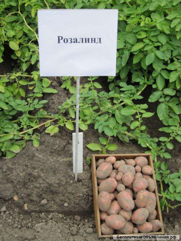 Сорт картофеля розалинд отзывы