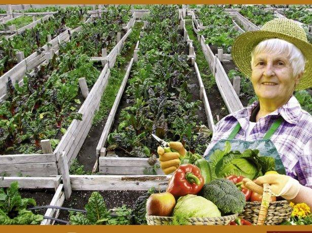 Галина кизима: посадка картофеля, описание метода выращивания, советы
