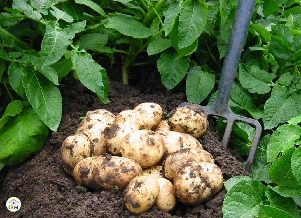 Выращивание картофеля из семян: видео