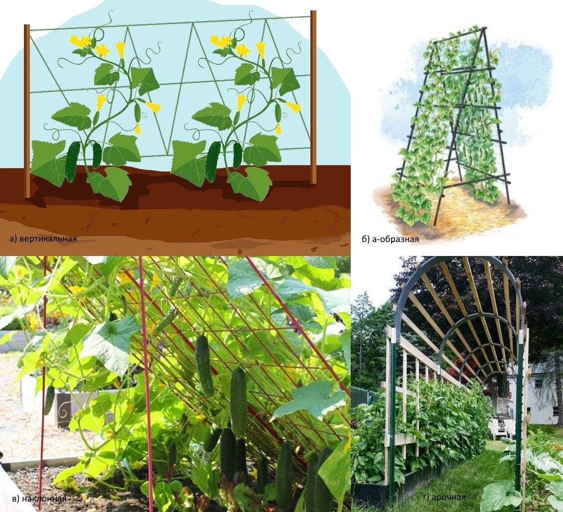 Огурцы на сетке в открытом грунте схема фото