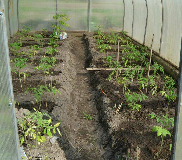 Как посадить помидоры в теплицу из поликарбоната правильно