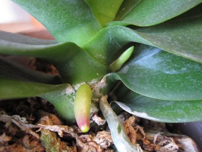 Цветонос орхидеи (14 фото): как он появляется? что делать, если цветонос сломался? как вырастить из него орхидею в домашних условиях? как он выглядит?