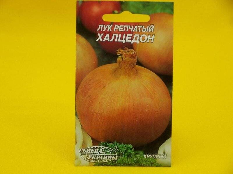 Лук халцедон: описание, выращивание и отзывы