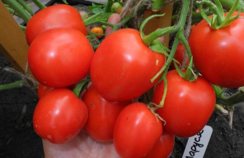 Томат "маруся": характеристика и описание сорта, рекомендации по выращиванию вкусных помидоров, фото-материалы русский фермер