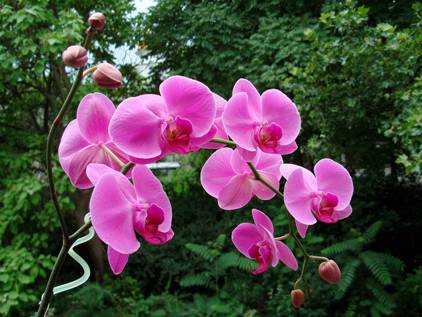Что делать, если у орхидеи фаленопсис сохнут корни и иные части? почему это происходит?