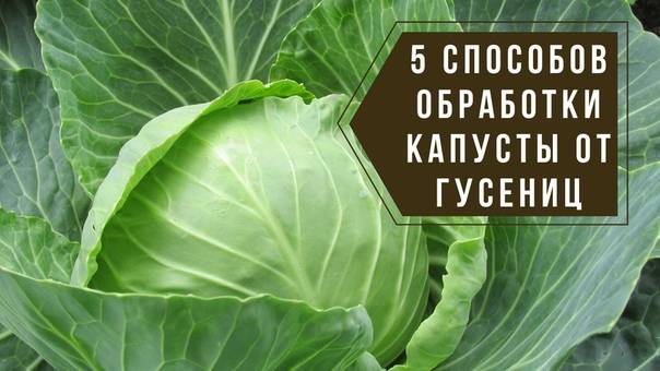 Обработка капусты от вредителей валерьянкой и жидким мылом отзывы - дневник садовода zemla43.ru