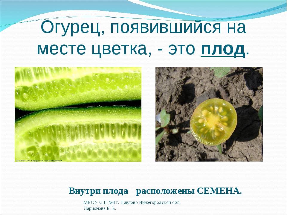 Все, что вы хотели знать про огурцы