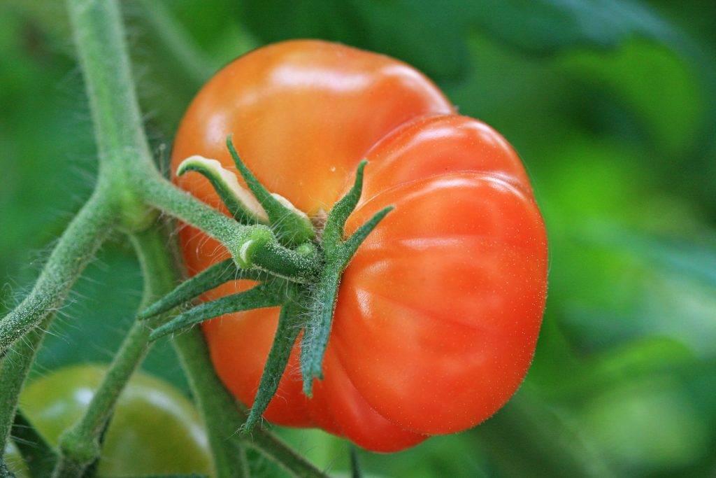 Уникальный гибрид с вкусными плодами, как с картинки — томат «подарок женщине» и нюансы его выращивания