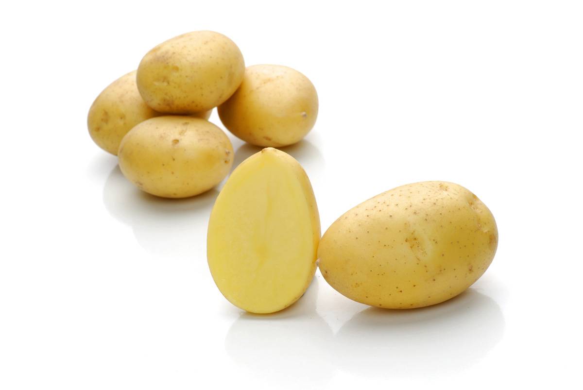 Картофель зекура – описание сорта + видео