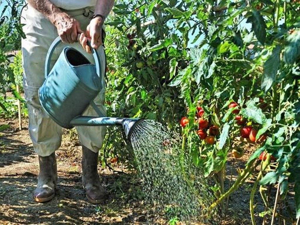 Как поливать помидоры в теплице из поликарбоната и в открытом грунте: периодичность, температура воды для полива