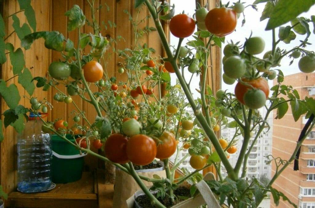Как вырастить помидоры в квартире на подоконнике или балконе: правила посева и ухода, лучшие сорта