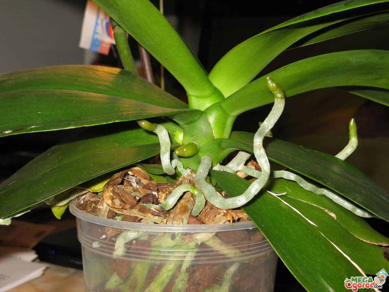 Корни орхидеи гниют и сохнут, что делать? реанимация корней орхидеи