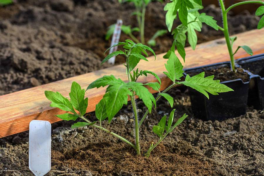 Выращивание рассады томатов в домашних условиях: как вырастить помидоры из семян и как правильно ухаживать, чтобы получить здоровый и крепкий посадочный материал