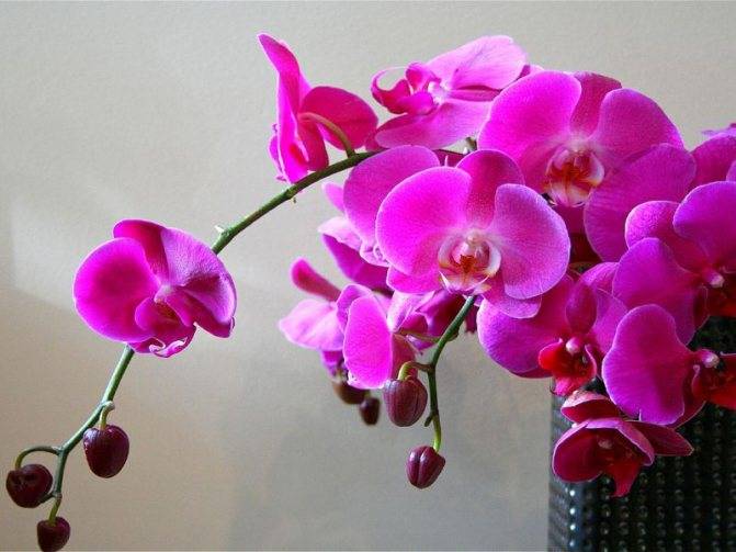 Удобрение для орхидей: примеры подкормки в домашних условиях