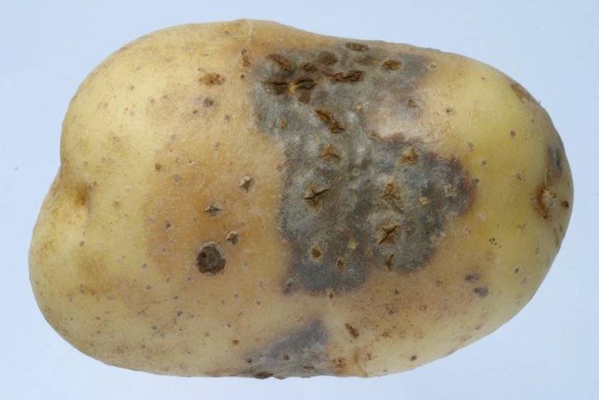 Болезни картофеля: описание с фотографиями и способы лечения клубней, а также меры борьбы при помощи народных и магазинных средств