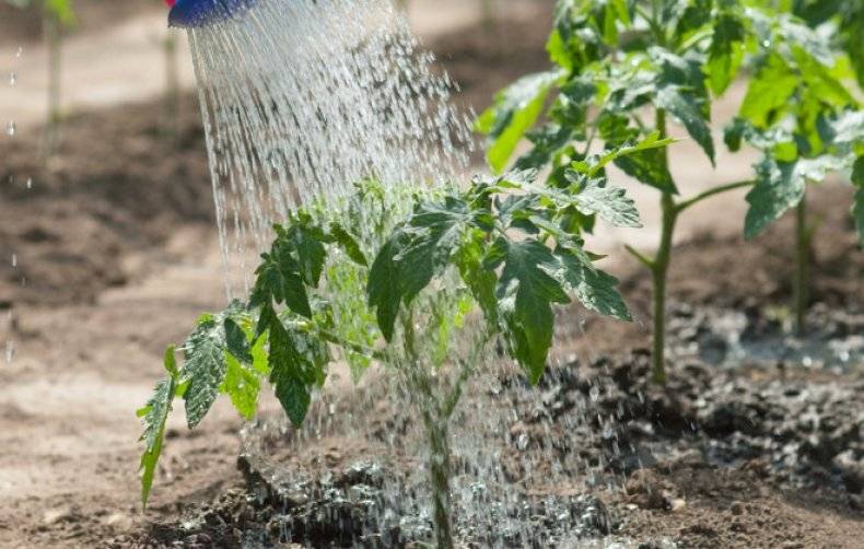 Как поливать помидоры в теплице правильно: сколько нужно воды и какое время лучше, фото и видео