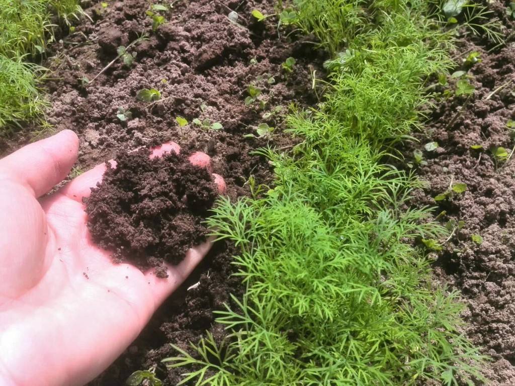 Морковь: посадка и уход, выращивание из семян в открытом грунте, уборка, хранение, фото