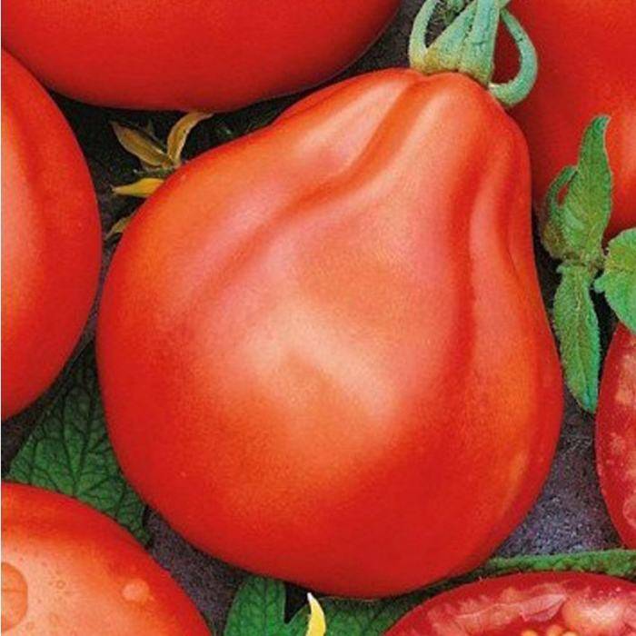 Томат трюфель красный: характеристика и описание сорта, отзывы, фото, урожайность