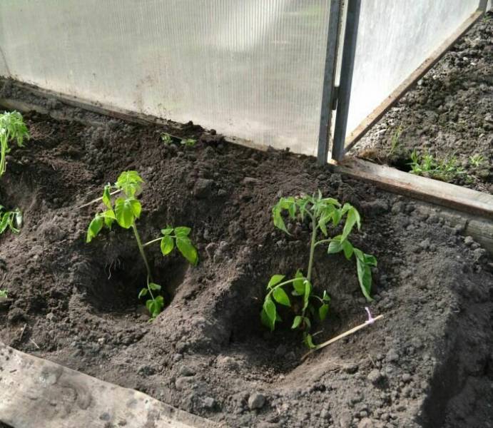 Посадка помидоров в теплицу требует грамотного подхода: как сажать правильно, посадить томаты и высаживать