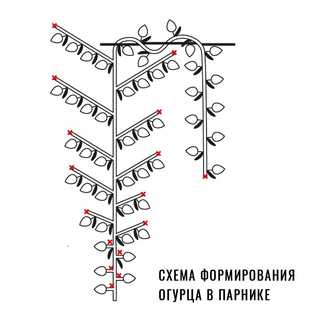 Обрезка огурцов в теплице