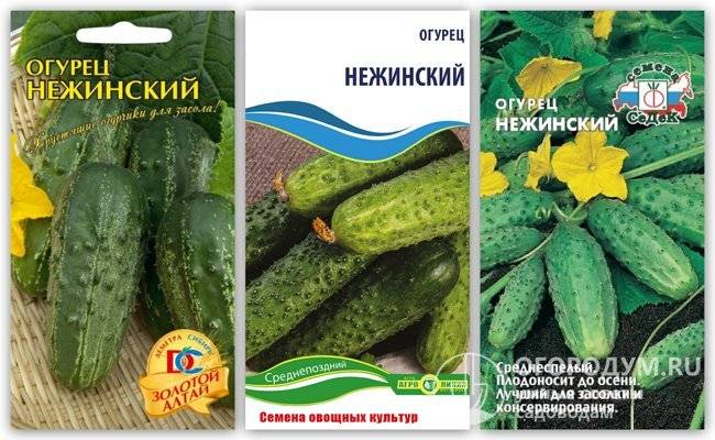 Огурец нежинский: описание сорта с фото, правила посадки и ухода, сбор урожая