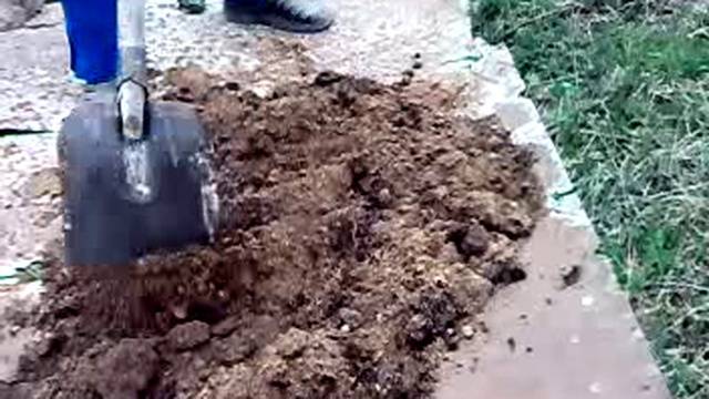Китайцы из клубенька получают ведро картошки