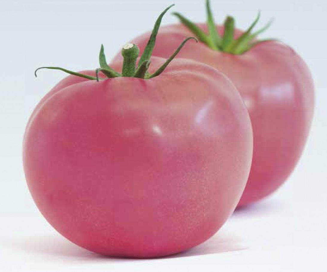 Завоевавший доверие опытных огородников и новичков — томат розовый штамб: характеристика и описание сорта