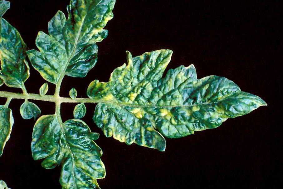 Как лечить вирус табачной мозаики на томатах - мыдачники