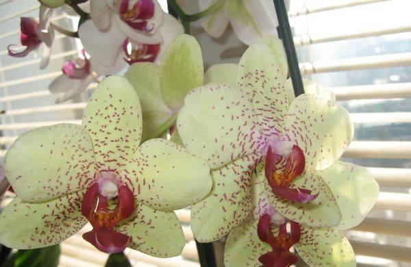 Какие оттенки цвета бывают у орхидеи? обзор  декоративных цветов фаленопсис