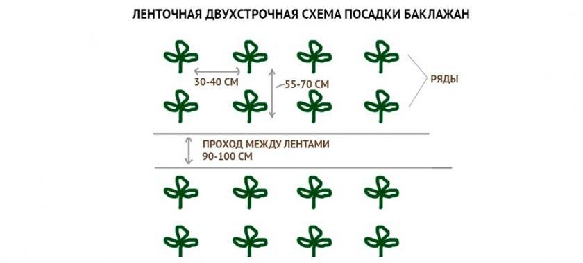 Схема посадки перца и баклажан в теплице