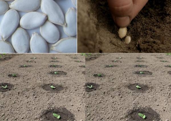 Тыква: посадка семенами в открытый грунт и последующий уход, описание лучших сортов, особенности агротехники | (фото & видео)