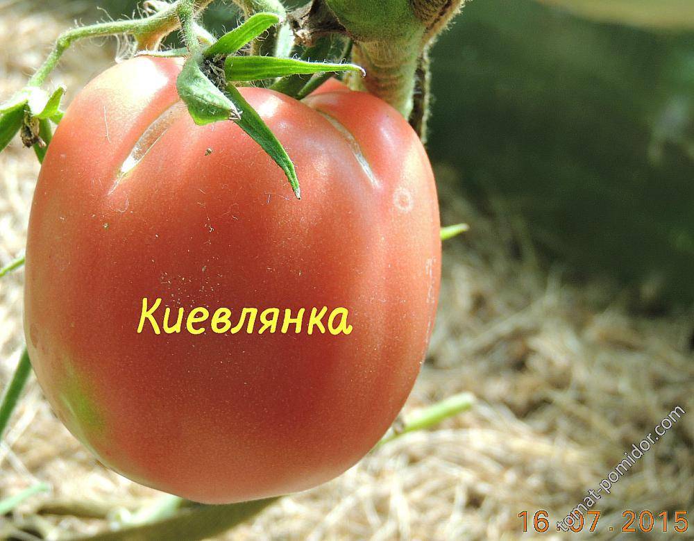 Описание и характеристика томатов сорта киевлянка - дневник садовода semena-zdes.ru