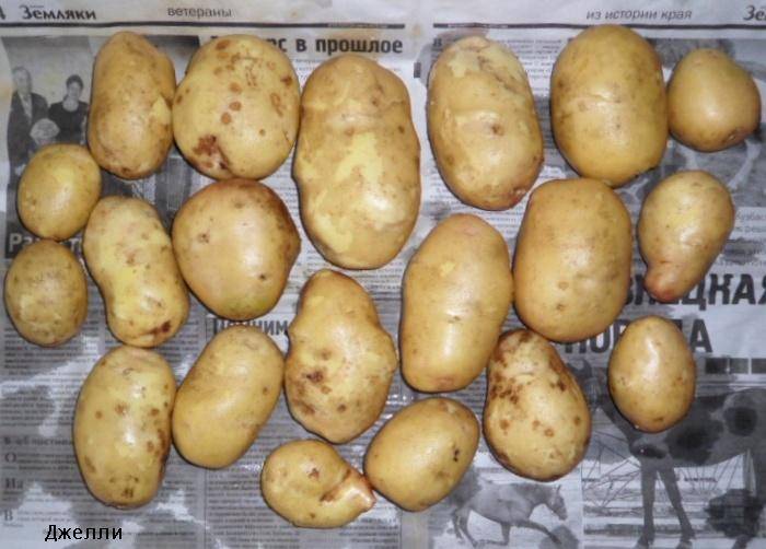 Джелли картофель характеристика отзывы. Картофель семенной Джелли. Сорт картофеля Джелли. Сорт Джелли картофель характеристика. Джелли картофель урожайность.
