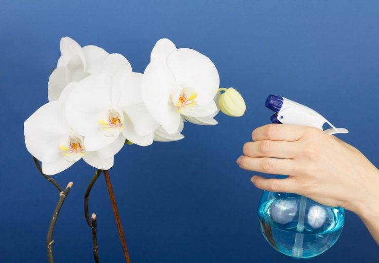 Чесночное лакомство для орхидей: обильный цвет гарантирован