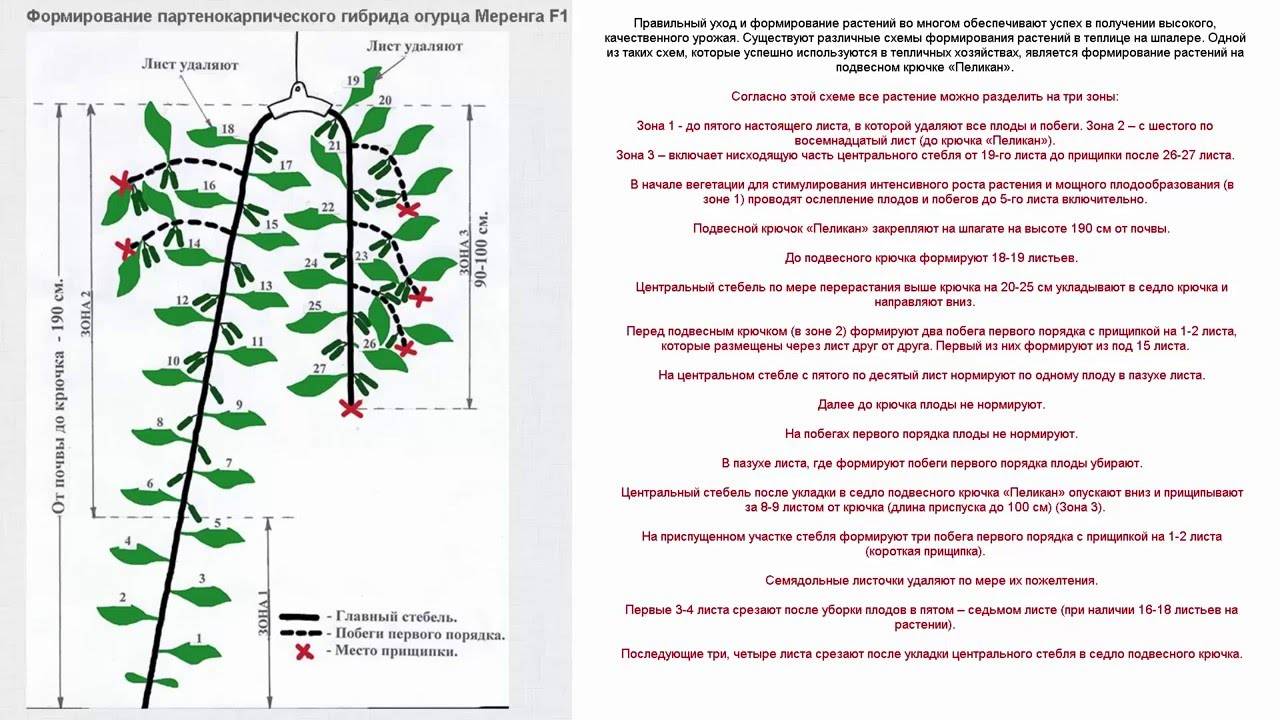 Формирование огурцов в теплице