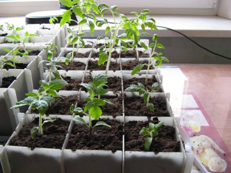 Когда и как высаживать рассаду помидоров в открытый грунт