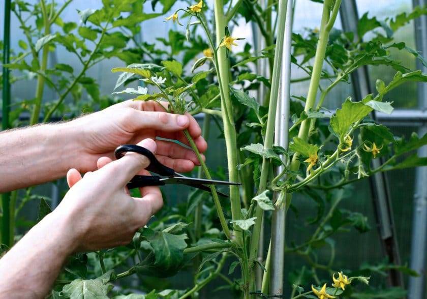 Как выращивать помидоры в открытом грунте – полное руководство от специалиста — agroxxi