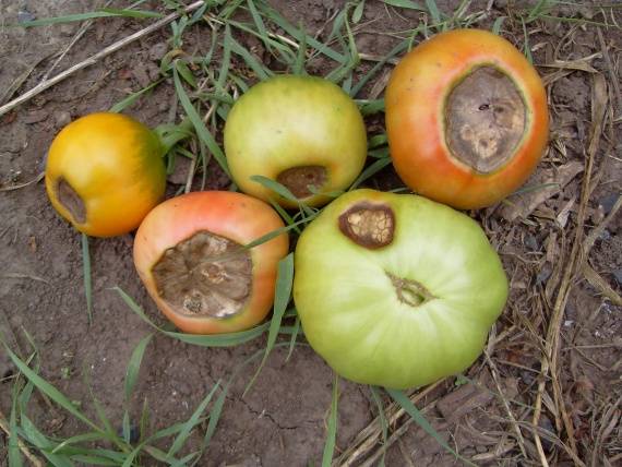 Вершинная гниль на помидорах: лечение