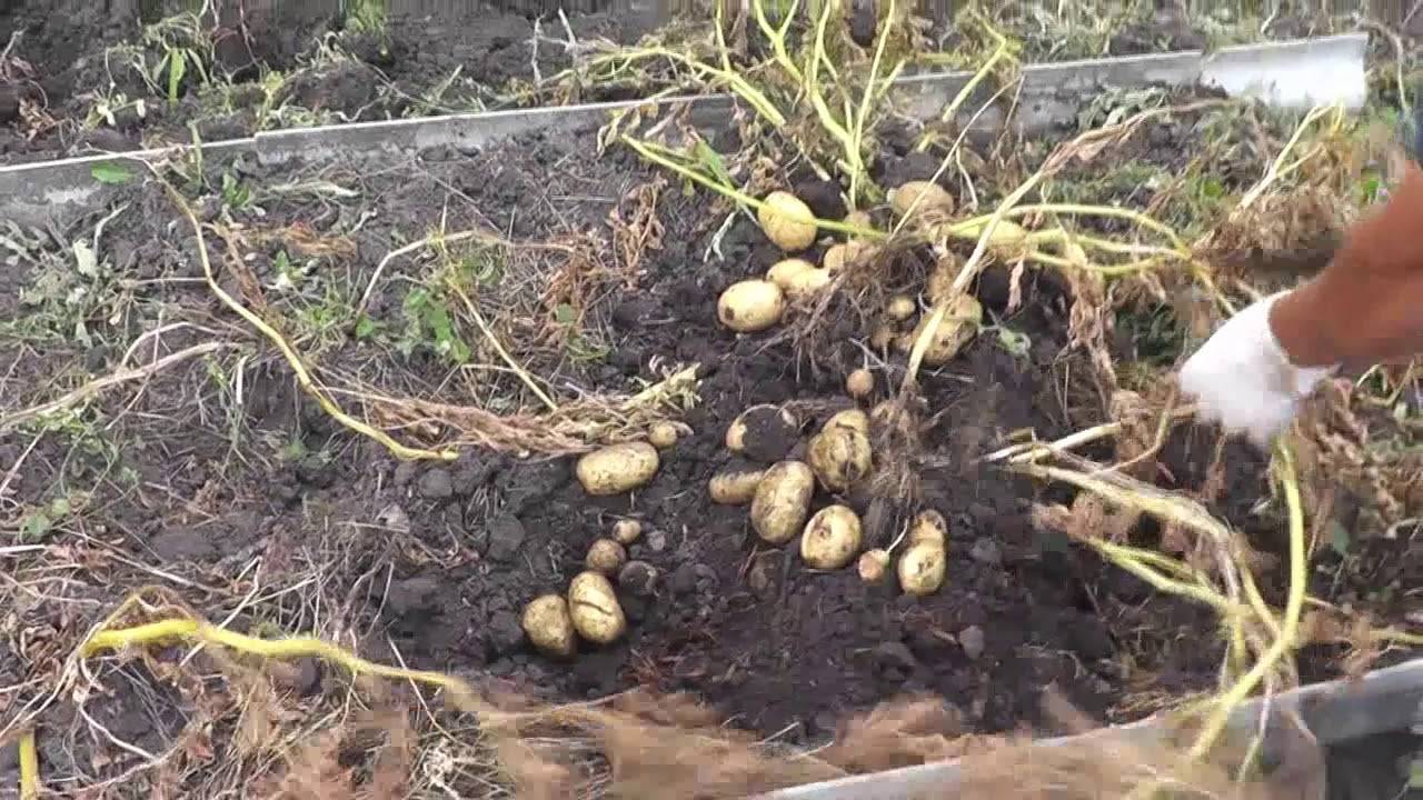 Картофель на зависть соседям: как посадить правильно? советы бывалого огородника