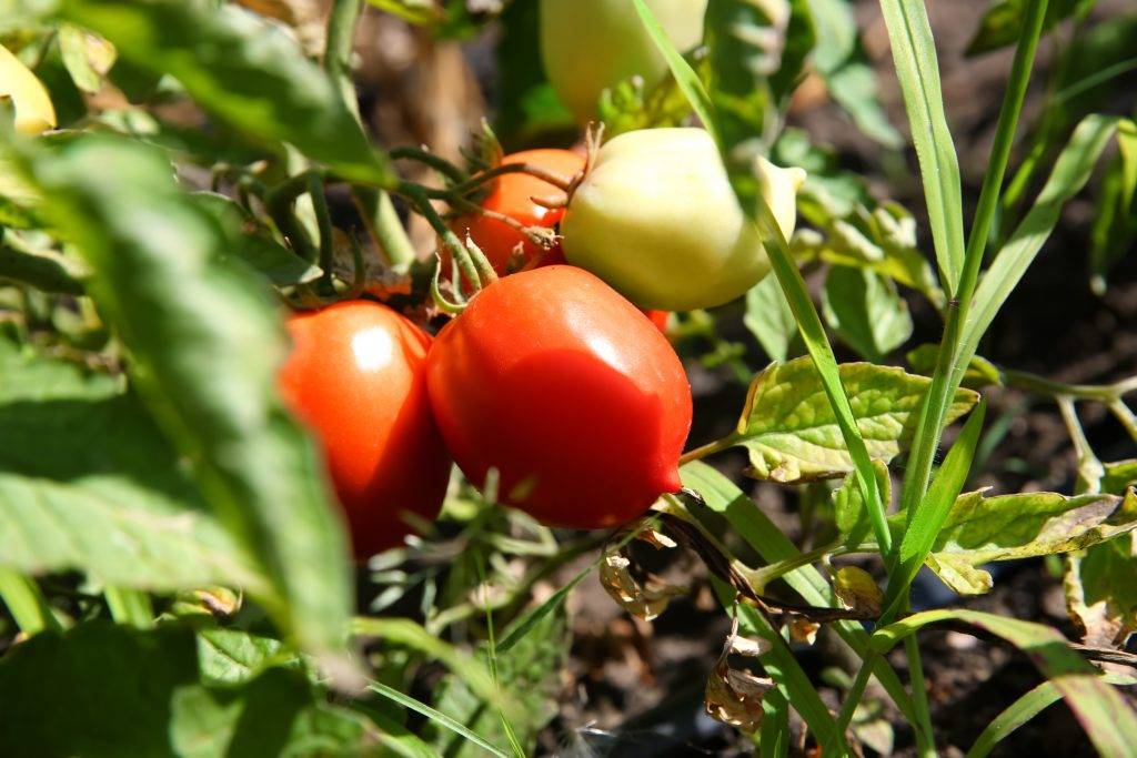 Описание, применение, особенности выращивания томата «де барао гигант» русский фермер
