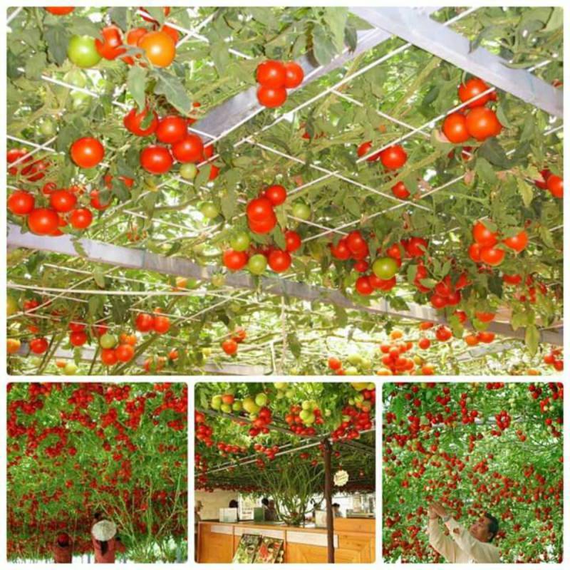 Как вырастить томатное дерево в теплице | вырастить сад!