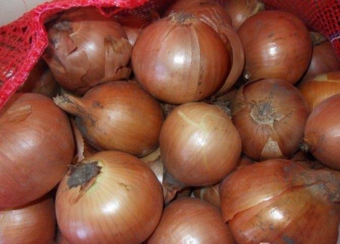 Лук халцедон: характеристика и описание сорта, выращивание и уход
