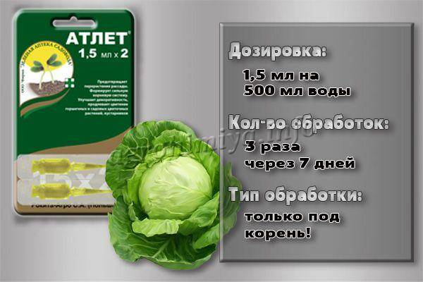 Регулятор роста атлет для рассады, полезные свойства препарата