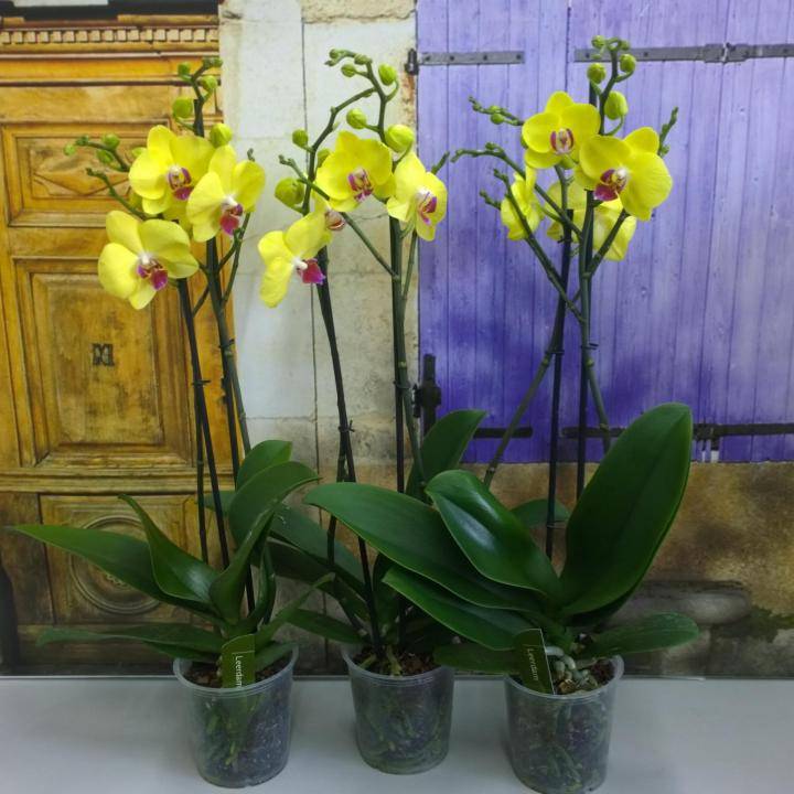 Желтая орхидея фаленопсис: описание и фото прекрасного цветка