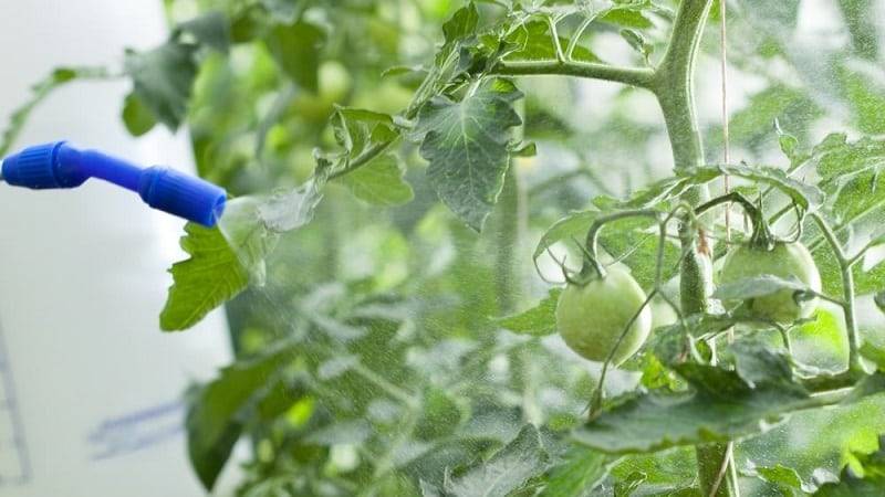 Обработка томатов метронидазолом от фитофторы: как правильно приготовить раствор и полить помидоры от фитофтороза, отзывы о применении препарата