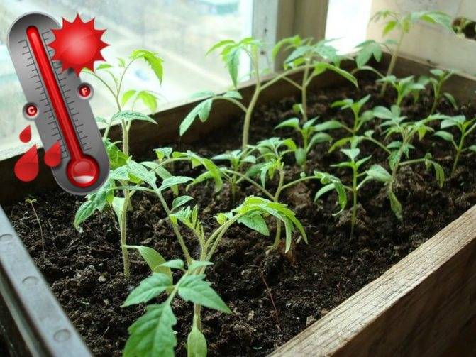 Как ухаживать за помидорной рассадой | вырасти сад!