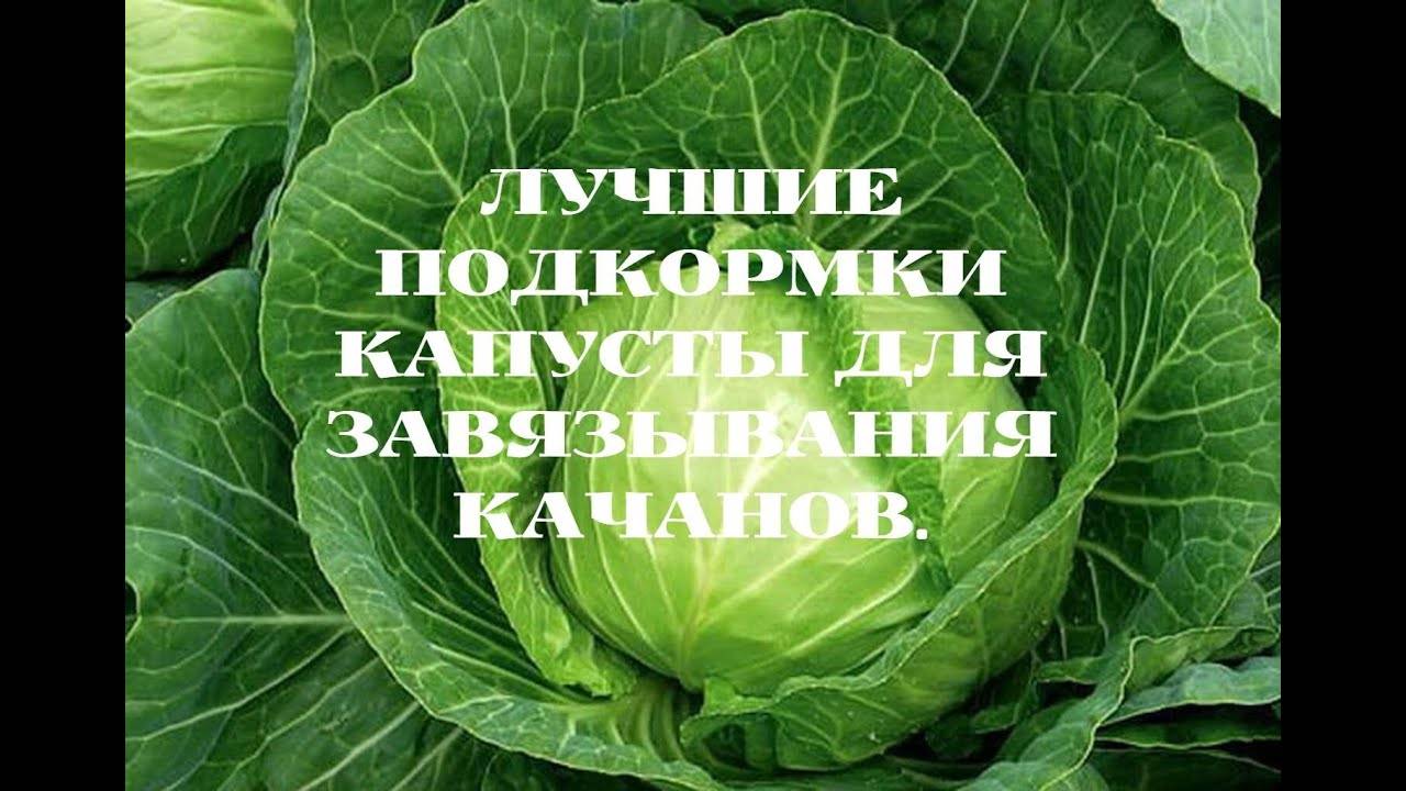 Когда подкармливать рассаду капусты